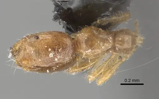 Solenopsis omana specimen CASENT0281023 image casent0281023_1