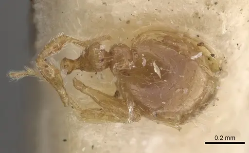 Solenopsis omana specimen CASENT0281023 image casent0281023_2