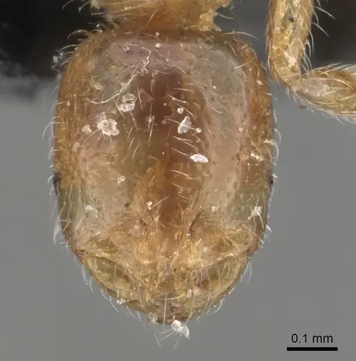 Solenopsis omana specimen CASENT0281023 image casent0281023_3
