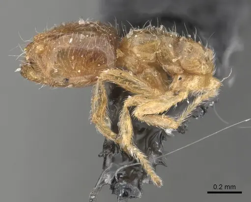 Solenopsis omana specimen CASENT0281023 image casent0281023_4