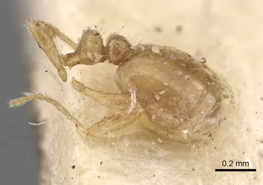Solenopsis omana specimen CASENT0281023 image casent0281023_5