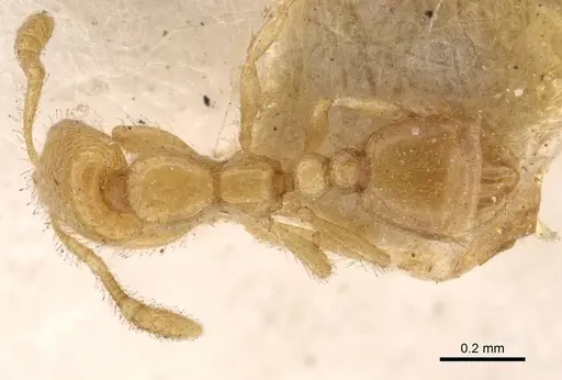 Solenopsis oraniensis specimen CASENT0908864 image casent0908864_1