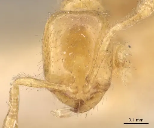 Solenopsis oraniensis specimen CASENT0908864 image casent0908864_2