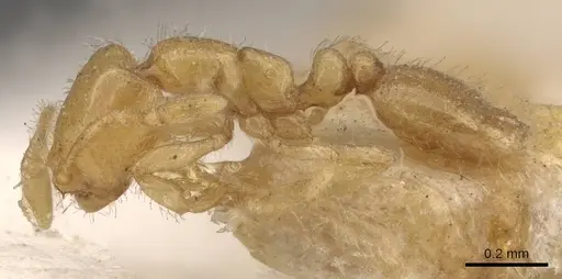 Solenopsis oraniensis specimen CASENT0908864 image casent0908864_3