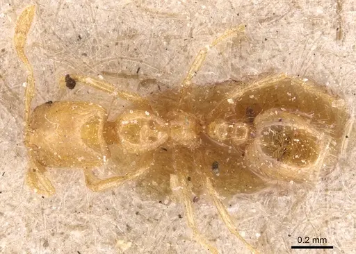 Solenopsis orbula specimen CASENT0904640 image casent0904640_1