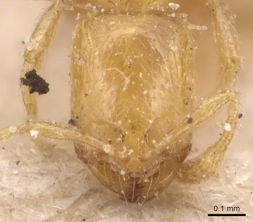 Solenopsis orbula specimen CASENT0904640 image casent0904640_2