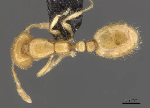 Solenopsis orbula specimen CASENT0908869 image casent0908869_1
