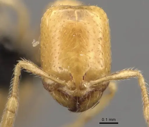 Solenopsis orbula specimen CASENT0908869 image casent0908869_2