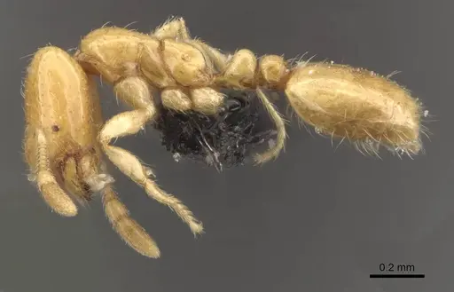 Solenopsis orbula specimen CASENT0908869 image casent0908869_3