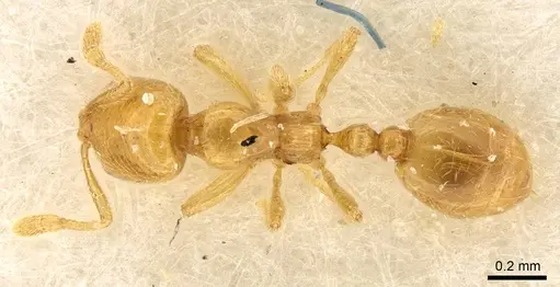Solenopsis orbula specimen CASENT0914171 image casent0914171_1