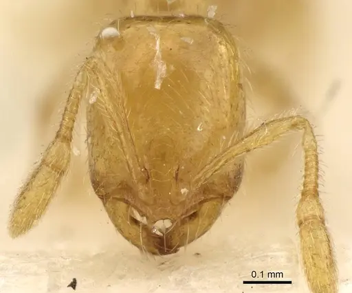 Solenopsis orbula specimen CASENT0914171 image casent0914171_2