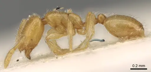 Solenopsis orbula specimen CASENT0914171 image casent0914171_3