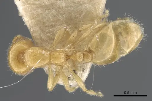Solenopsis orbula specimen CASENT0917215 image casent0917215_1