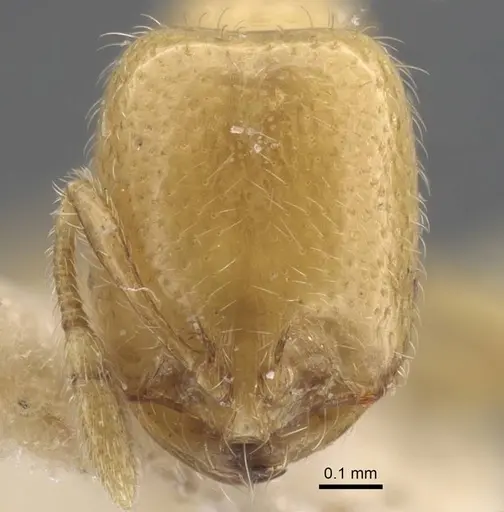 Solenopsis orbula specimen CASENT0917215 image casent0917215_2