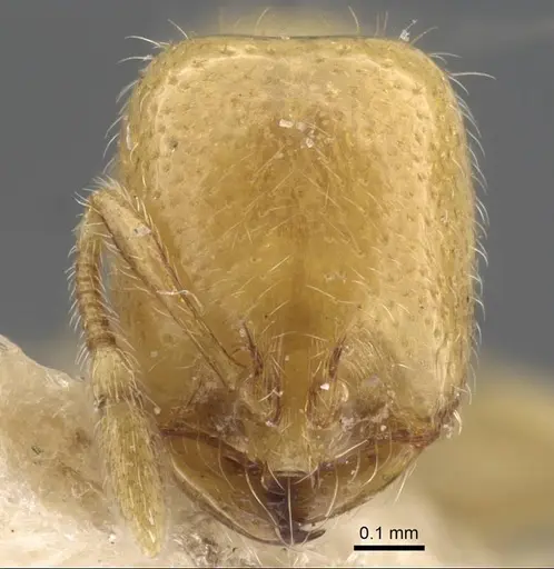 Solenopsis orbula specimen CASENT0917215 image casent0917215_3