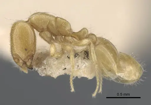 Solenopsis orbula specimen CASENT0917215 image casent0917215_4