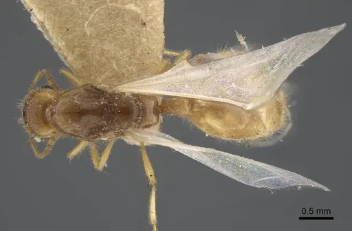 Solenopsis orbula specimen CASENT0917216 image casent0917216_1