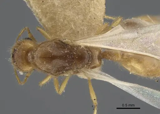 Solenopsis orbula specimen CASENT0917216 image casent0917216_2