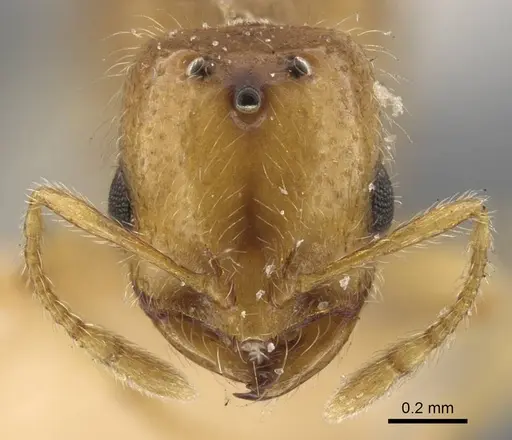 Solenopsis orbula specimen CASENT0917216 image casent0917216_3