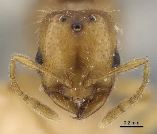 Solenopsis orbula specimen CASENT0917216 image casent0917216_4