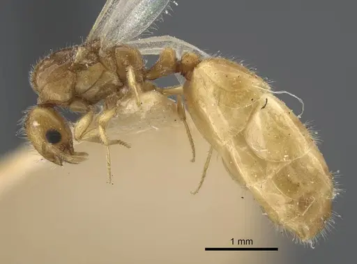 Solenopsis orbula specimen CASENT0917216 image casent0917216_5