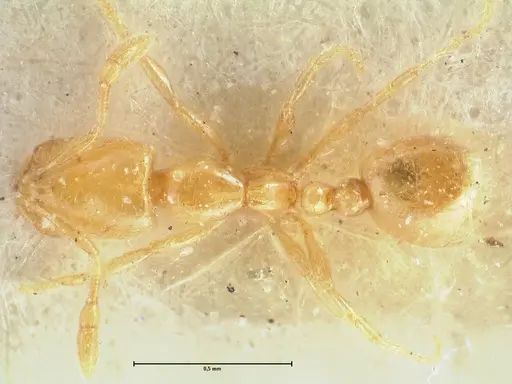 Solenopsis orbula specimen FOCOL1867 image focol1867_1