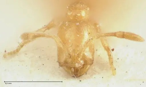 Solenopsis orbula specimen FOCOL1867 image focol1867_2