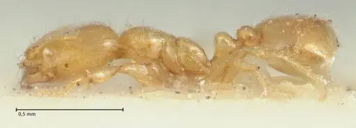Solenopsis orbula specimen FOCOL1867 image focol1867_3