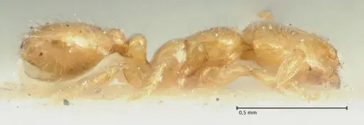 Solenopsis orbula specimen FOCOL1867 image focol1867_4