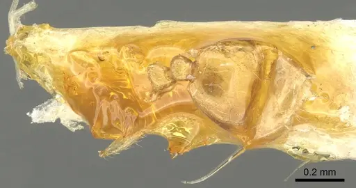 Solenopsis orbuloides specimen CASENT0902363 image casent0902363_1