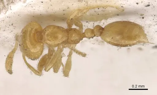 Solenopsis orbuloides specimen CASENT0908870 image casent0908870_1