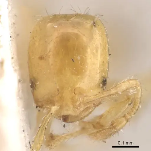 Solenopsis orbuloides specimen CASENT0908870 image casent0908870_2