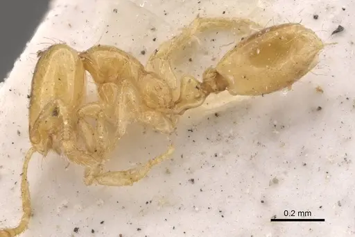 Solenopsis orbuloides specimen CASENT0908870 image casent0908870_3