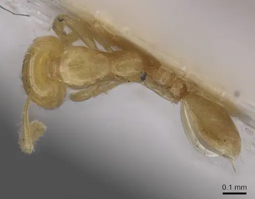Solenopsis orbuloides specimen CASENT0915418 image casent0915418_1