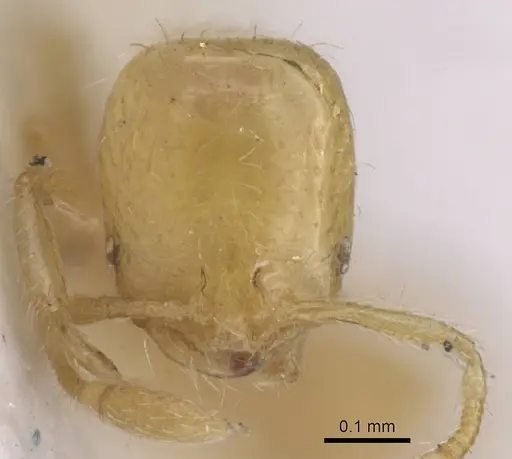 Solenopsis orbuloides specimen CASENT0915418 image casent0915418_2