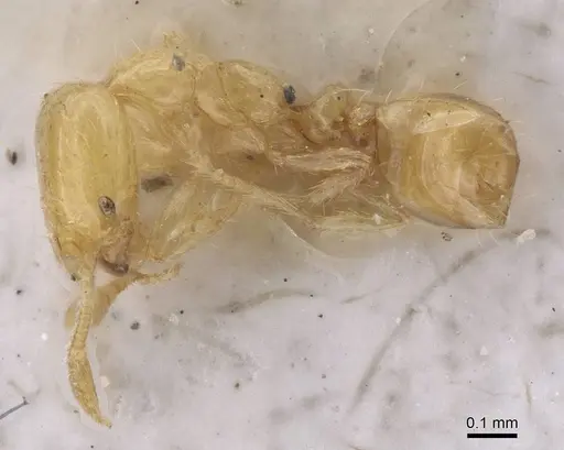 Solenopsis orbuloides specimen CASENT0915418 image casent0915418_3