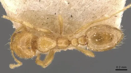 Solenopsis orestes specimen CASENT0908822 image casent0908822_1