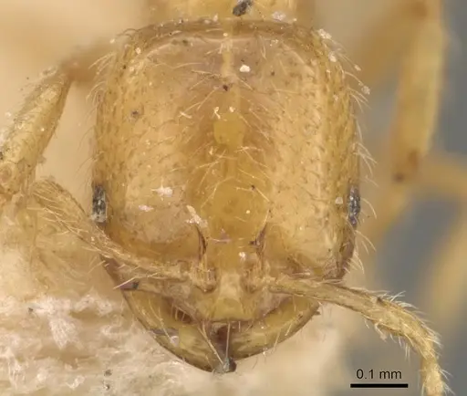 Solenopsis orestes specimen CASENT0908822 image casent0908822_2