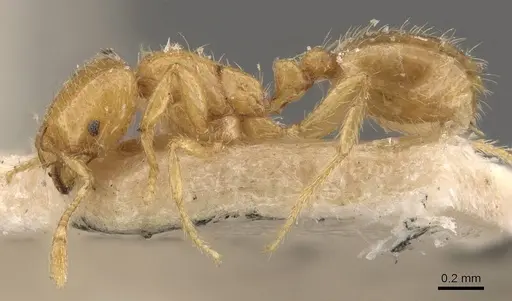 Solenopsis orestes specimen CASENT0908822 image casent0908822_3