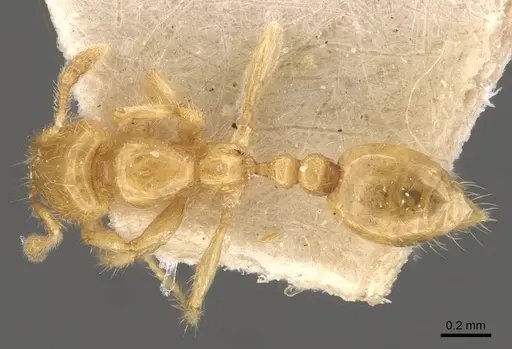 Solenopsis orestes specimen CASENT0908823 image casent0908823_1