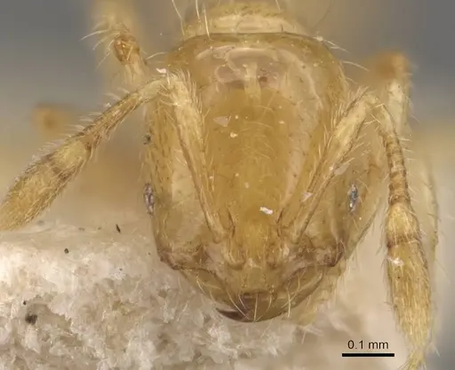 Solenopsis orestes specimen CASENT0908823 image casent0908823_2