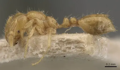 Solenopsis orestes specimen CASENT0908823 image casent0908823_3