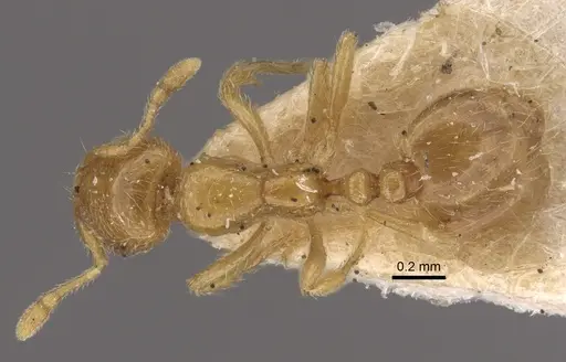 Solenopsis orestes specimen CASENT0917818 image casent0917818_1