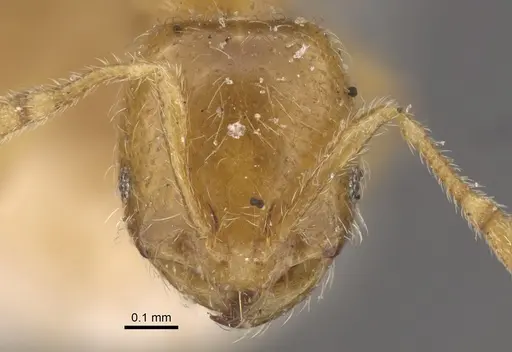 Solenopsis orestes specimen CASENT0917818 image casent0917818_2