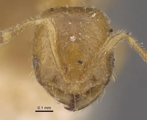 Solenopsis orestes specimen CASENT0917818 image casent0917818_3