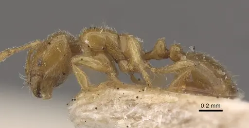 Solenopsis orestes specimen CASENT0917818 image casent0917818_4