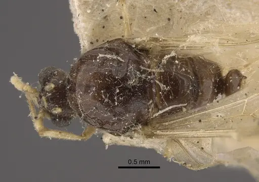 Solenopsis orestes specimen CASENT0917819 image casent0917819_1