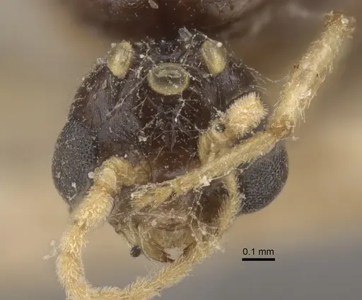 Solenopsis orestes specimen CASENT0917819 image casent0917819_2