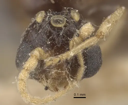 Solenopsis orestes specimen CASENT0917819 image casent0917819_3