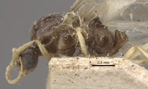 Solenopsis orestes specimen CASENT0917819 image casent0917819_4